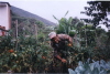 c19g_cuy