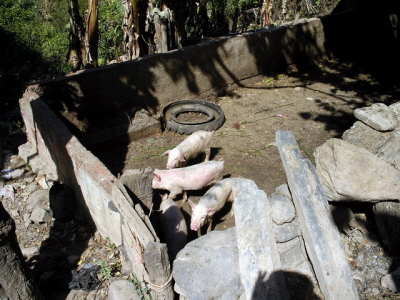 coripata_gr_06_11